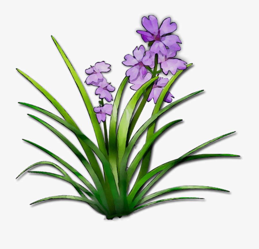 Herbaceous Plant Plant Stem Plants Terrestrial Plant - Iris, Transparent Clipart
