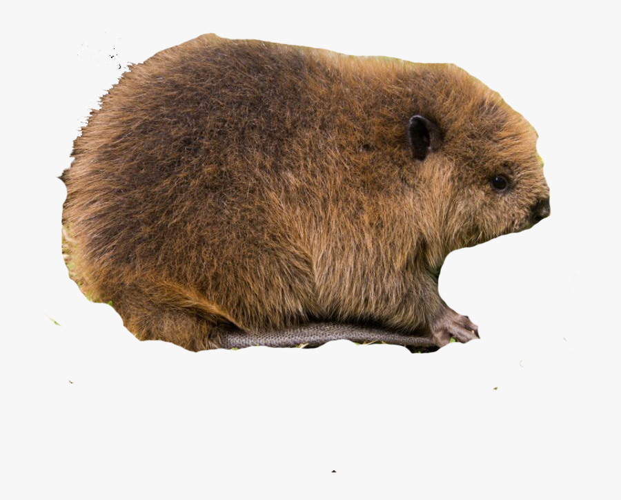 Beaver, Bog, Cattail, Dragonfly, Ecology, Eng, Fen, - Punxsutawney Phil, Transparent Clipart