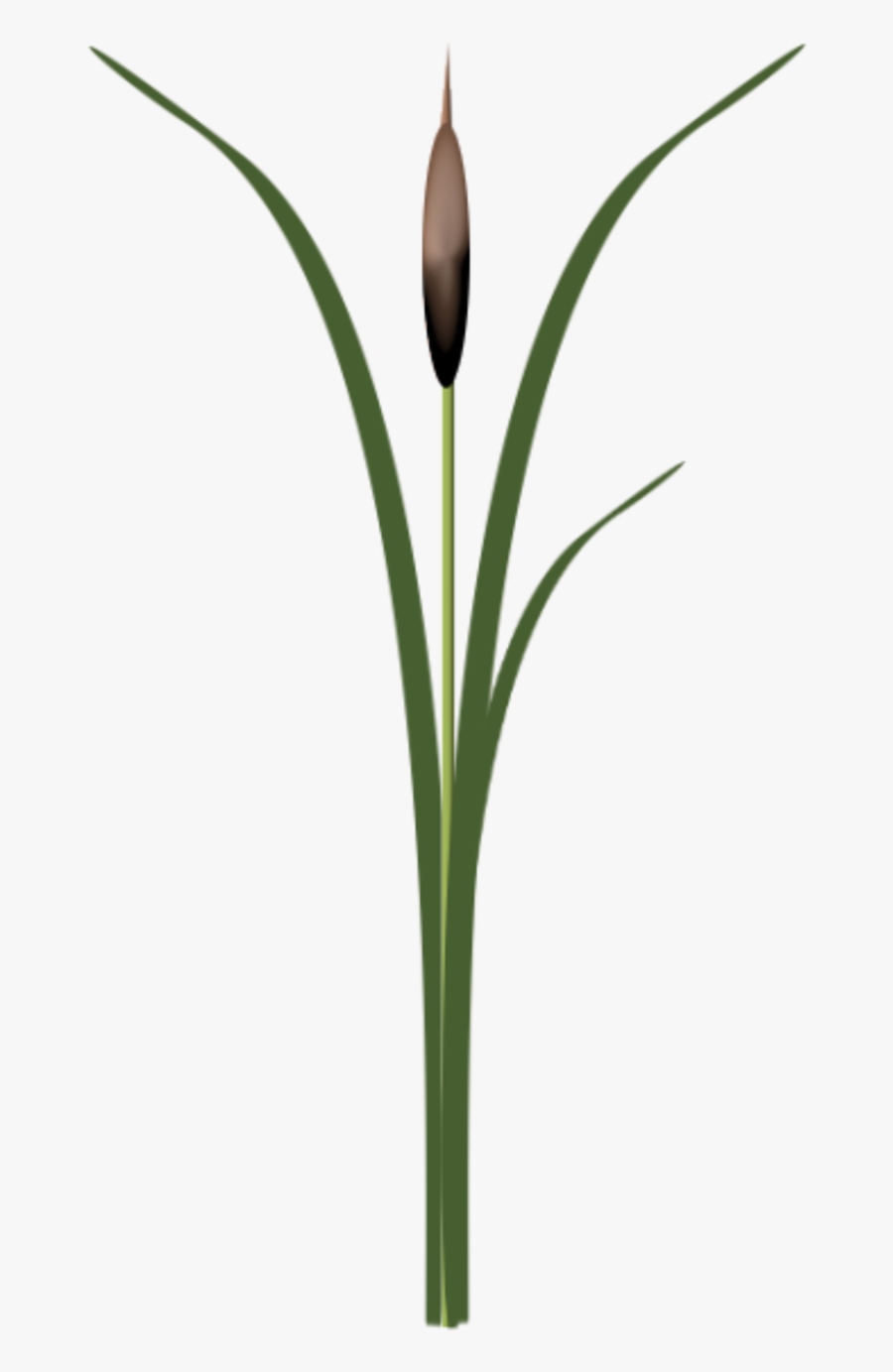 Thumb Image - Monocotyledon, Transparent Clipart