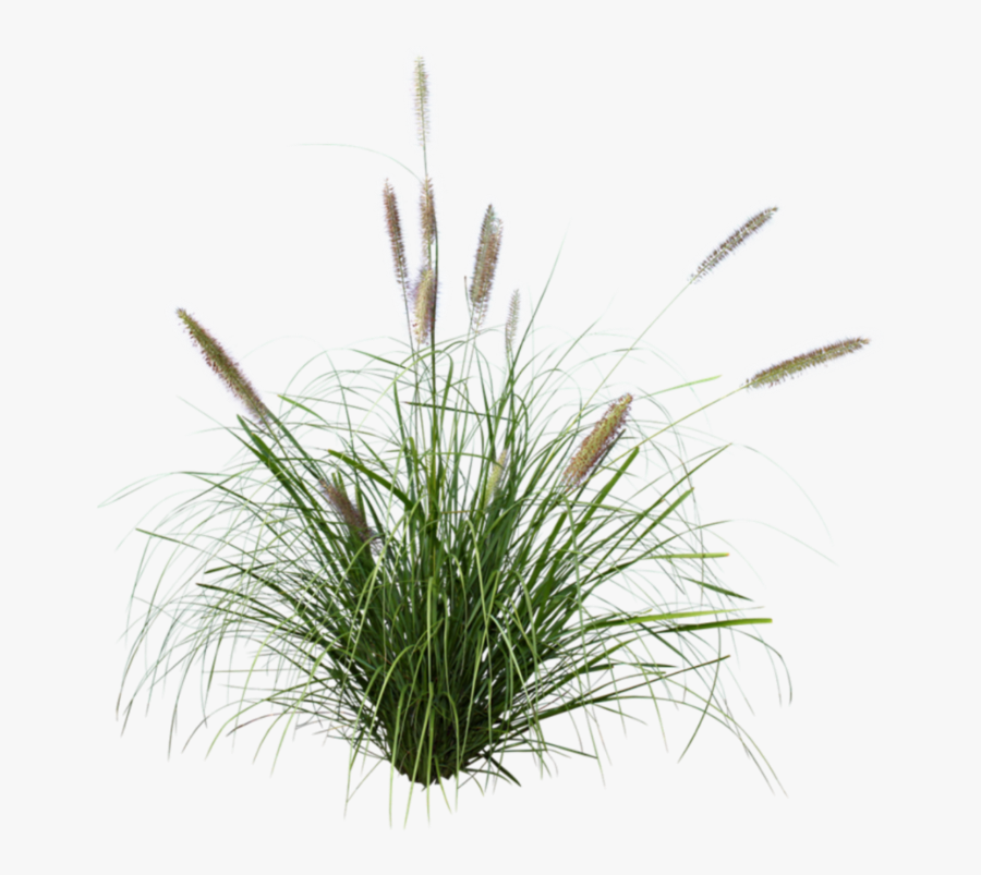 #cattails - Fountain Grass Png, Transparent Clipart
