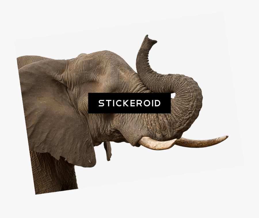 Indian Elephant , Png Download - Indian Elephant, Transparent Clipart