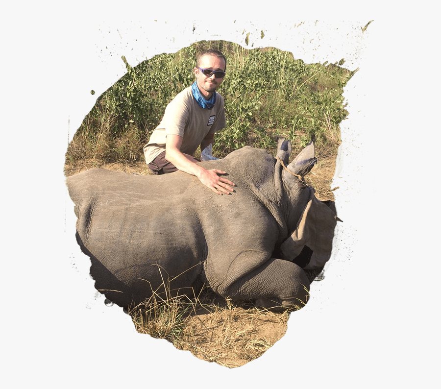 Elephant Wild Animals African Wild, Transparent Clipart