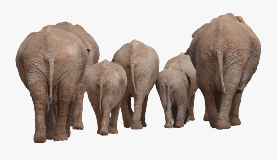 Elephants Group Back - Elephant Group Png, Transparent Clipart