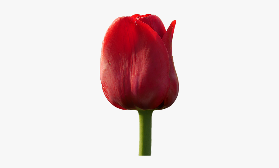 Fleur Tulipe Rouge Hd, Transparent Clipart