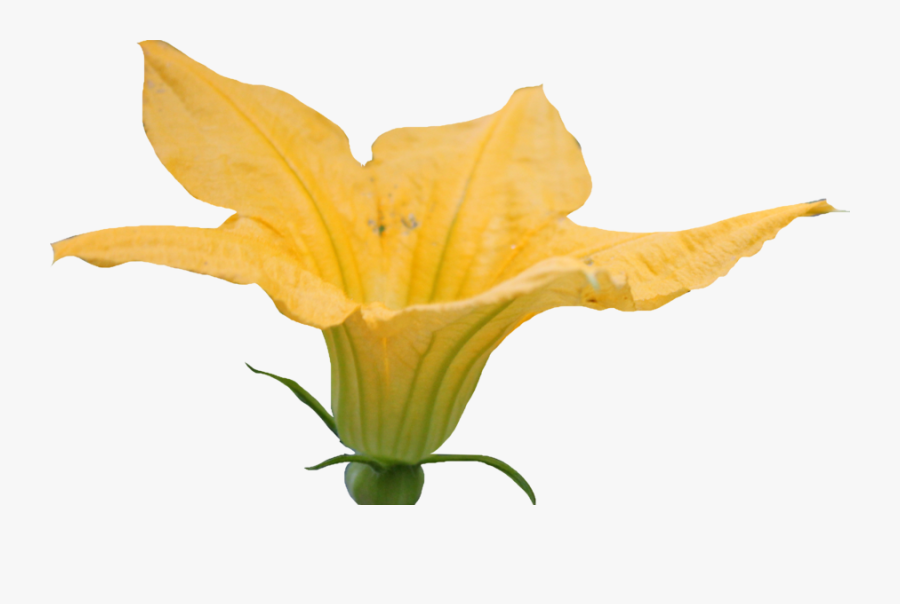 Pumpkin Blossom Clipart - Pumpkin Flower Clipart, Transparent Clipart
