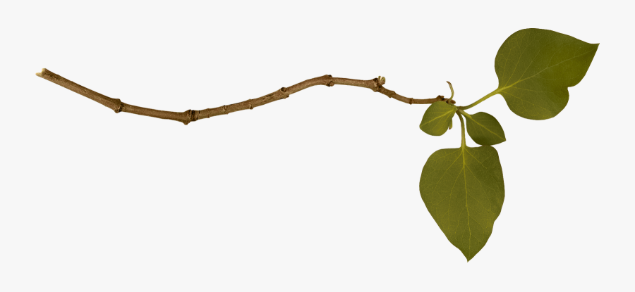 Branch Free Download Png Clip Art Library - Transparent Branch Png, Transparent Clipart
