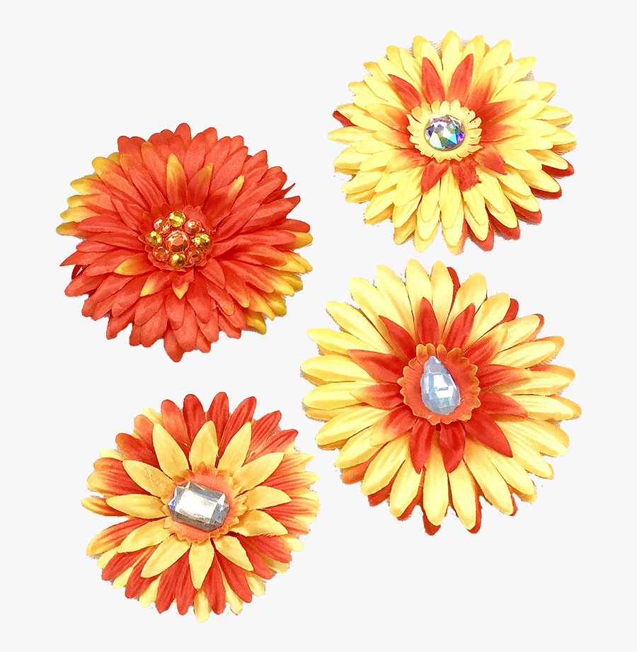 Barberton Daisy, Transparent Clipart