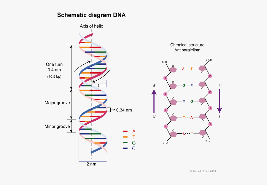 Transparent Dna Helix Clipart - Dna Double Helix, Transparent Clipart