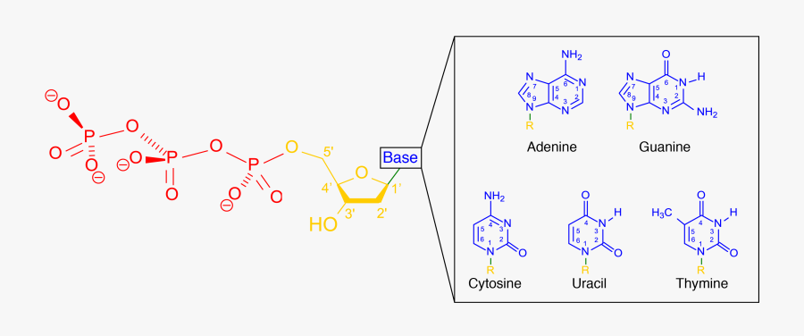 The Discovery Of Double - Antimetabolite Chemotherapy, Transparent Clipart