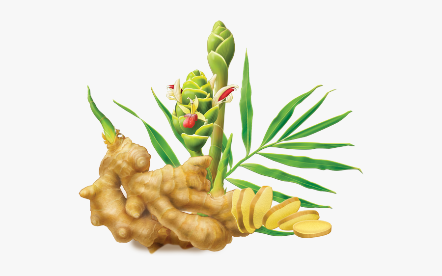 Ginger Png Image Ginger Root And Flower Free Transparent Clipart Clipartkey