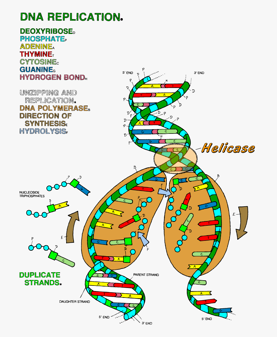 Dna And Replication Worksheet Answers