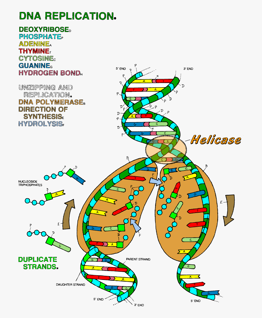 Transparent Double Helix Png - Dna Replication Coloring Worksheet, Transparent Clipart