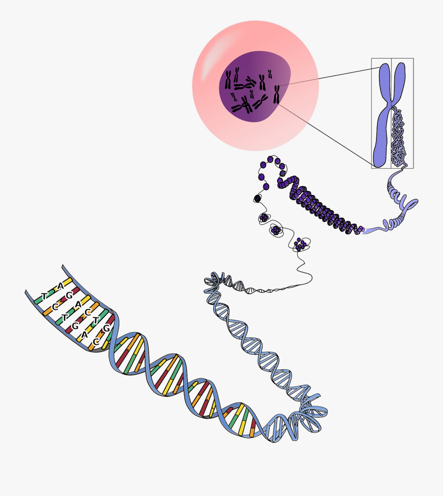 Genetics Chromosomes Rna Free Picture - Many Chromosomes Do Humans Have, Transparent Clipart