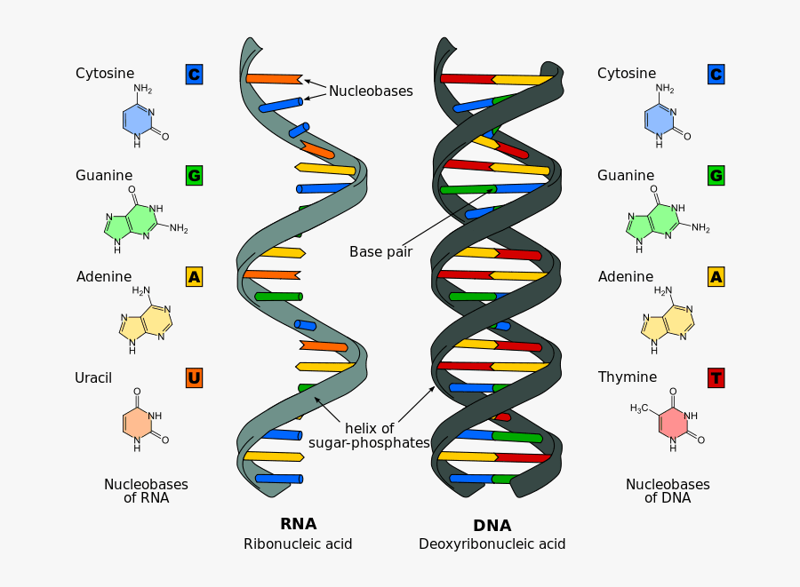 Clip Art The Differences Between And - Examples Of Nucleic Acids, Transparent Clipart