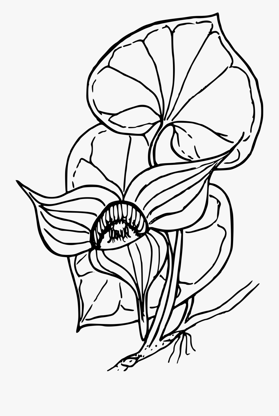Ginger Drawing At Getdrawings - Papua New Guinea Coloring Pages, Transparent Clipart