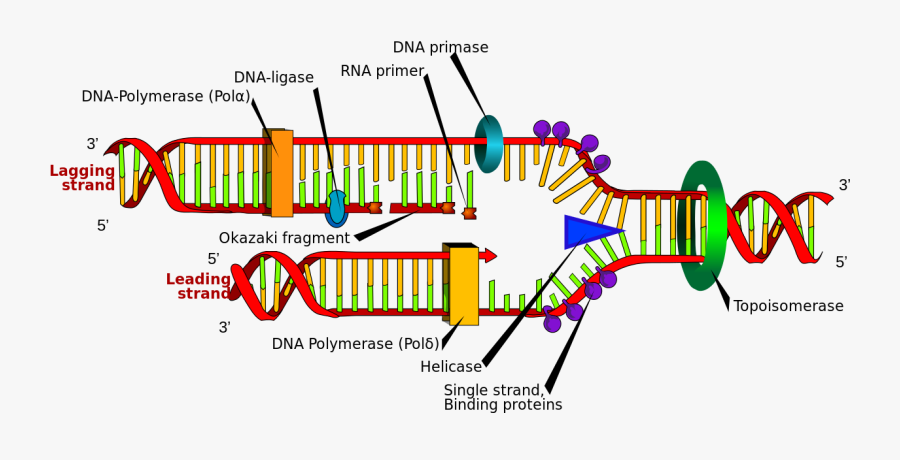 Dna Replication Biology For Non Majors I - Structure Of Dna Replication, Transparent Clipart