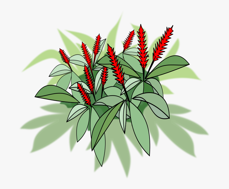 Plant,flower,leaf - Alpinia Purpurata Png, Transparent Clipart