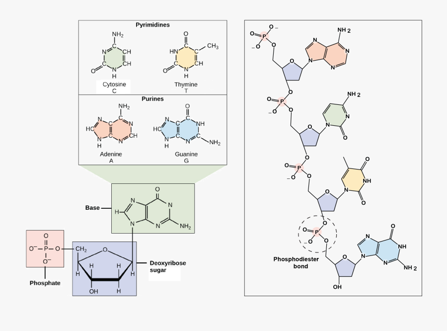 Transparent Dna Clipart - Nucleotide Nucleoside Nitrogenous Base, Transparent Clipart