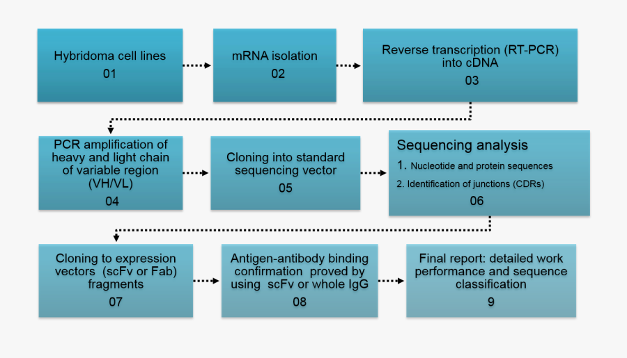 Vector Sequencing ~ Frames ~ Illustrations ~ Hd Images - Flow Chart Hybridoma Technology, Transparent Clipart