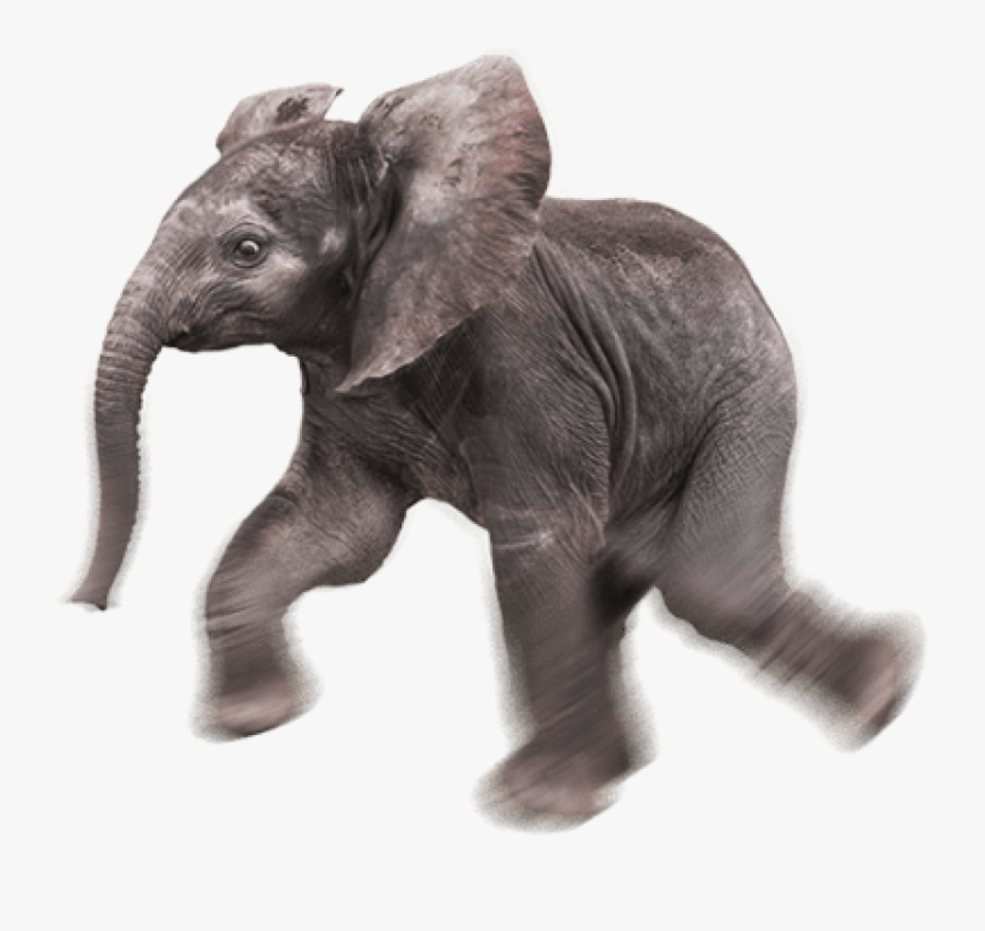 Baby Elephant Png - Baby Elephant Transparent Background, Transparent Clipart