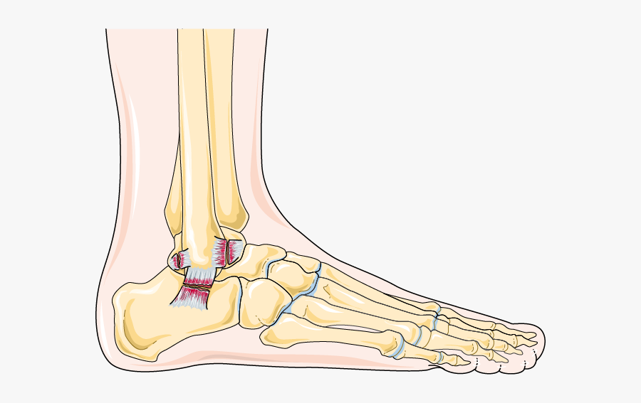 Elbow Clipart Ankle - Bone, Transparent Clipart