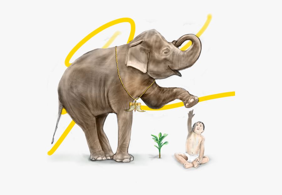 Growth Drawing Elephant - Indian Elephant, Transparent Clipart