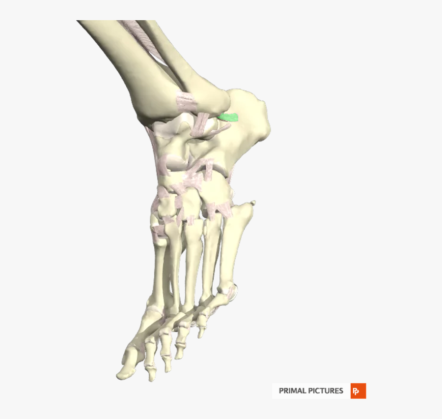 Clip Art Ankle Ligaments Flashcards Easy - Bone, Transparent Clipart