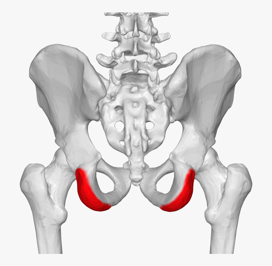 Clipart Free Download Sit Bone Pain Has - Ischial Tuberosity, Transparent Clipart
