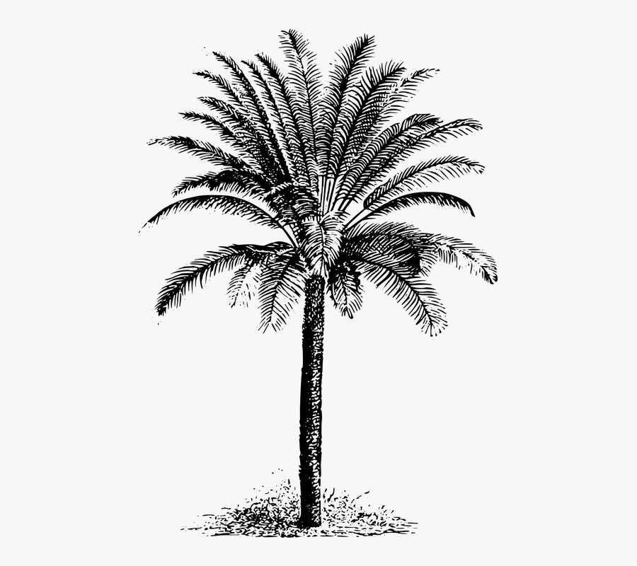 Cycad, Evergreen, Plant, Tree - Drawing Dates Palm Tree, Transparent Clipart