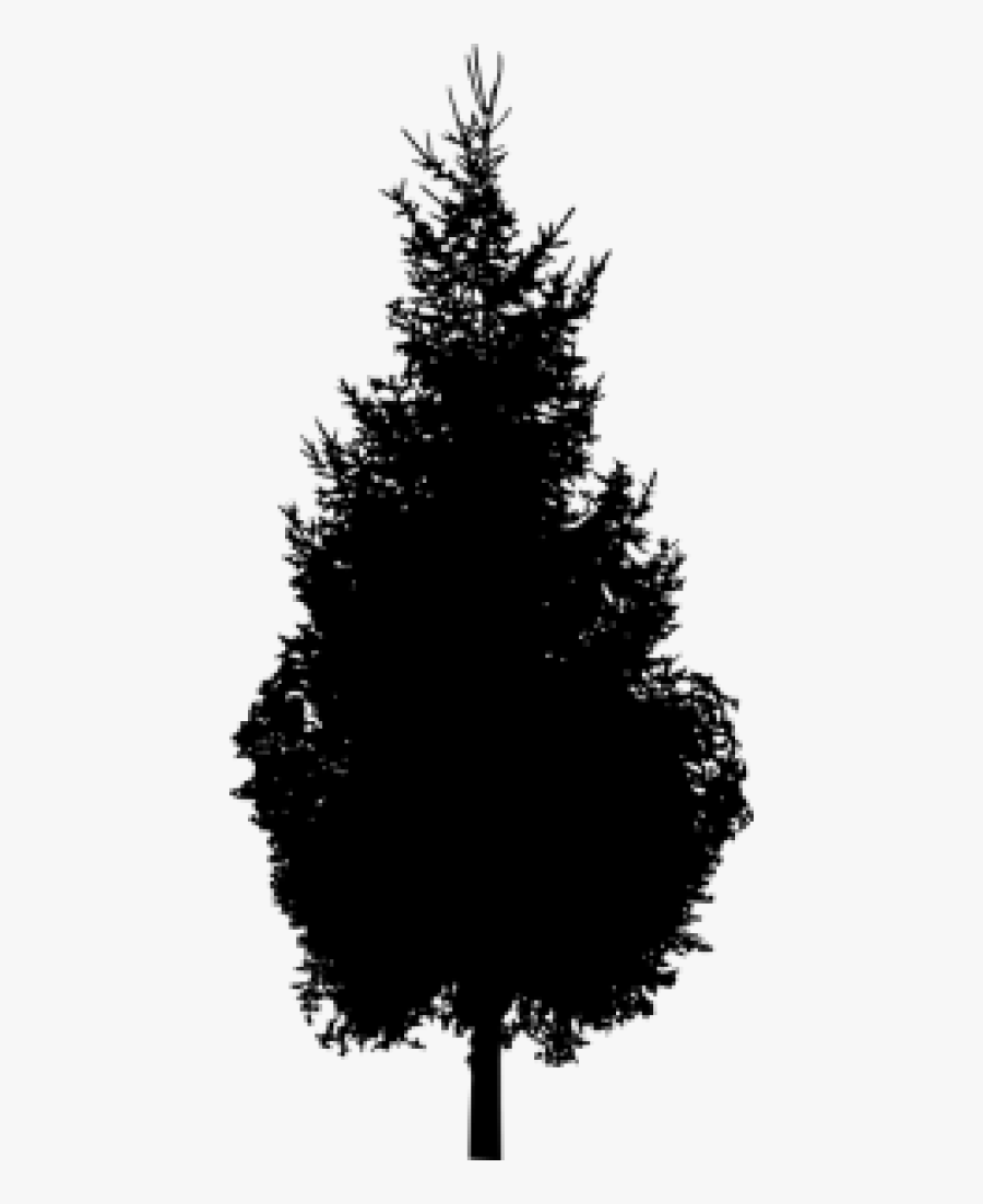 Spruce Pine Silhouette Black And White - Tree Silhouette Png File, Transparent Clipart