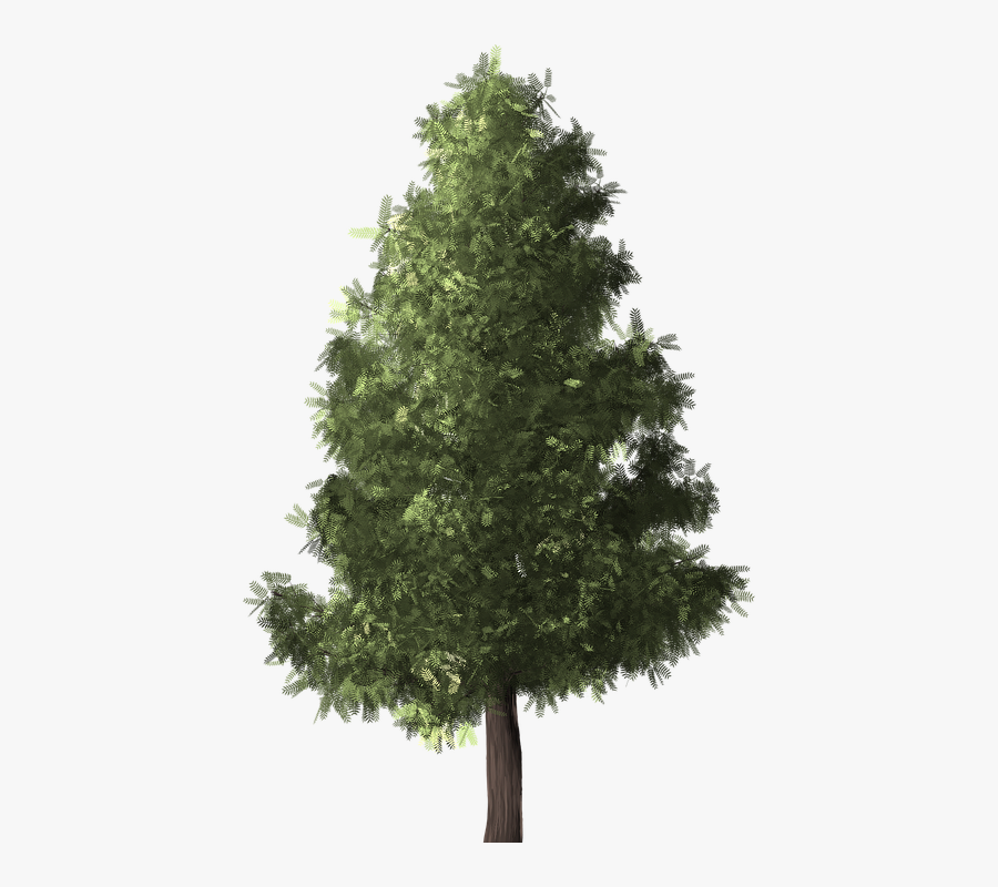 Tree,white Pine,shortleaf Black Spruce,yellow Fir,oregon - Conifers Non Flowering Plants, Transparent Clipart