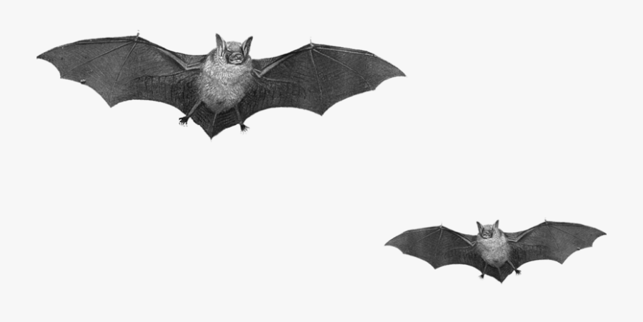10 2 Halloween Bat Png Pic Clipart Image - Real Bats Png, Transparent Clipart