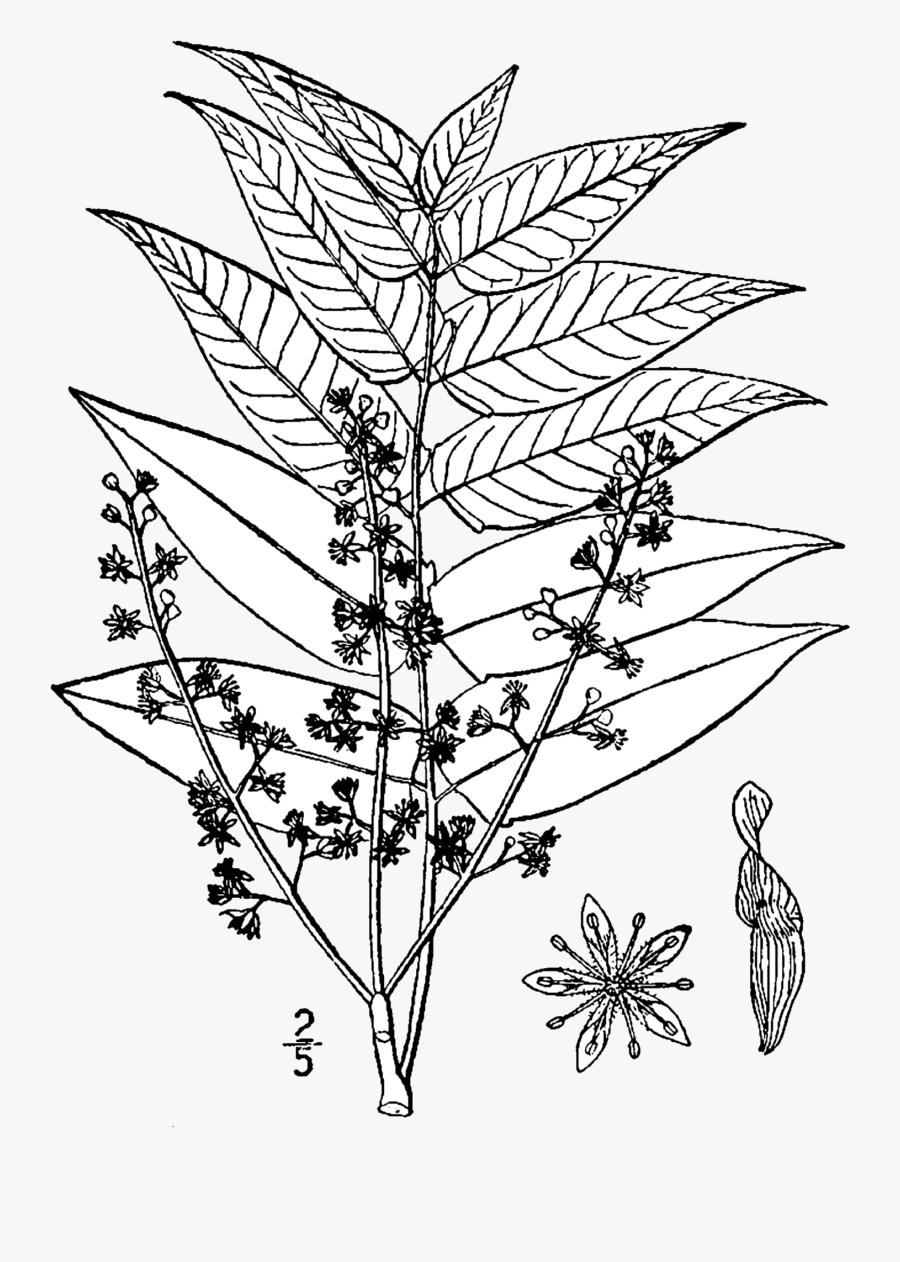 Clip Art No Place For Normal - Ailanthus Altissima Crop, Transparent Clipart