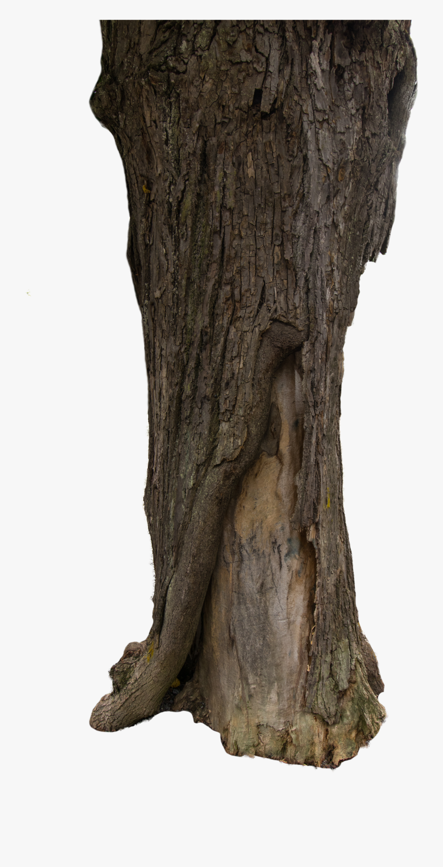 Tree Bark Clipart, Transparent Clipart
