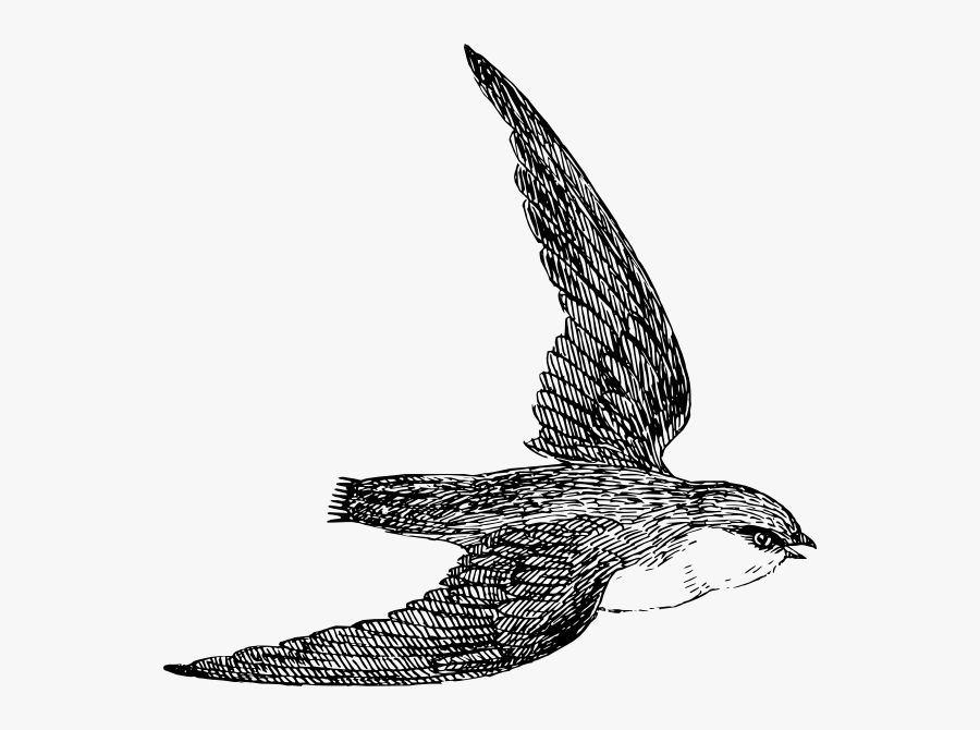 Pin By Clipartx Com - Swift Clipart, Transparent Clipart