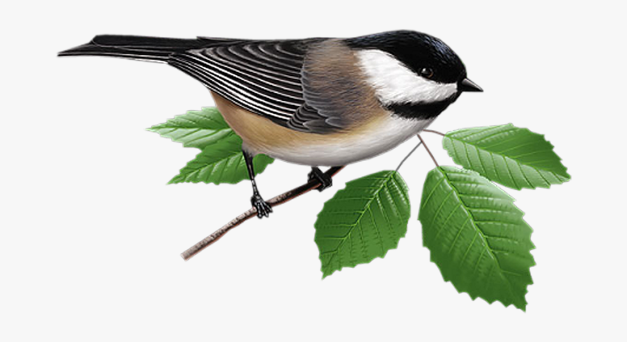 Bird, Transparent Clipart