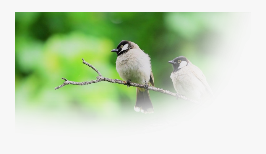 Black Capped Chickadee, Transparent Clipart