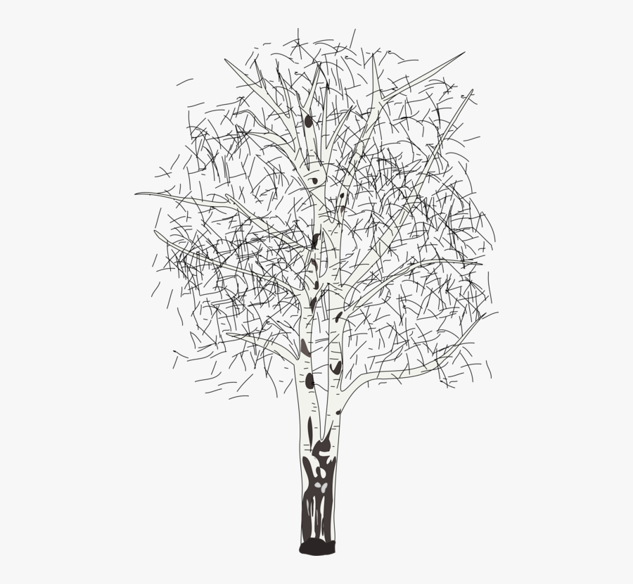 Line Art,plant,flora - Silver Birch Tree Clipart, Transparent Clipart