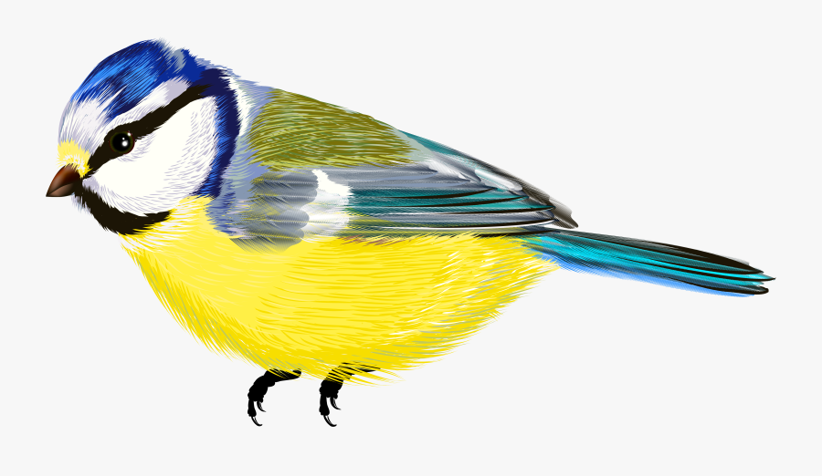 Vector Graphics, Transparent Clipart