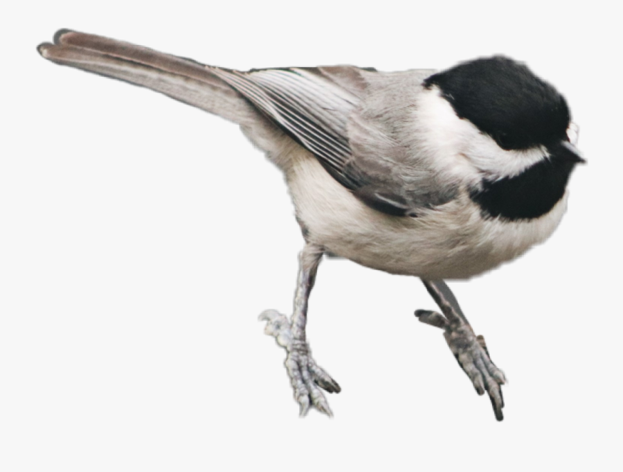 Bird Feathers Chickadee Carolina Chickadee Free Transparent Clipart Clipartkey