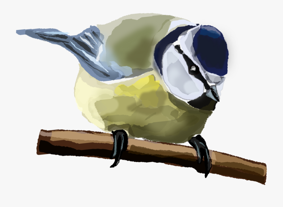 Bird,beak,eurasian Blue Tit - Eurasian Blue Tit, Transparent Clipart
