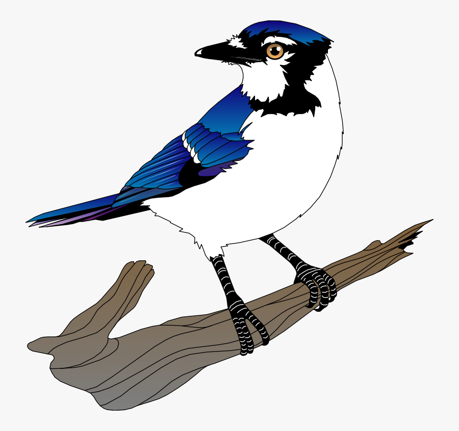 Blue Jay Bird Vector, Transparent Clipart