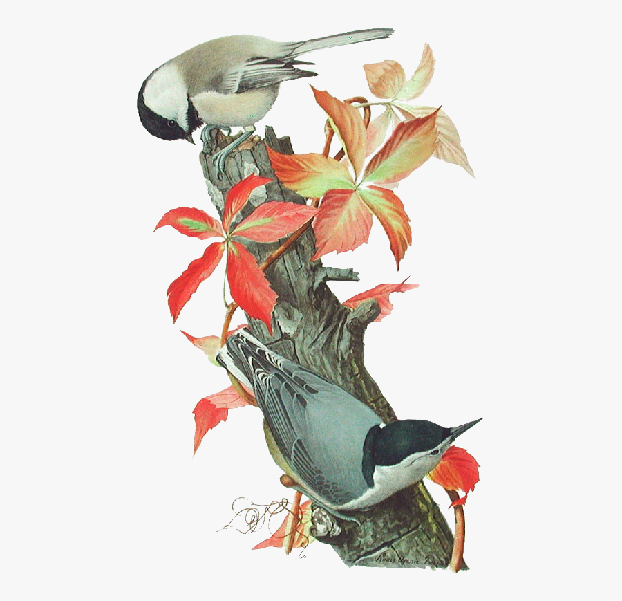 Louis Agassiz Fuertes, Transparent Clipart