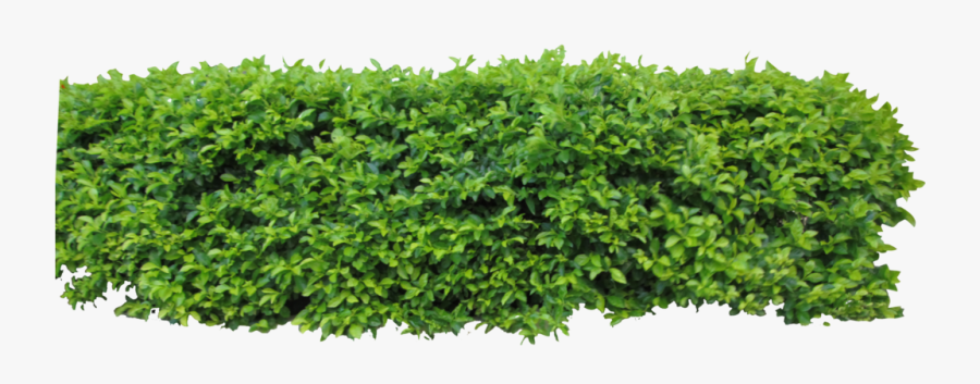 Vines Clipart Boxwood - Hedge Top View Png, Transparent Clipart