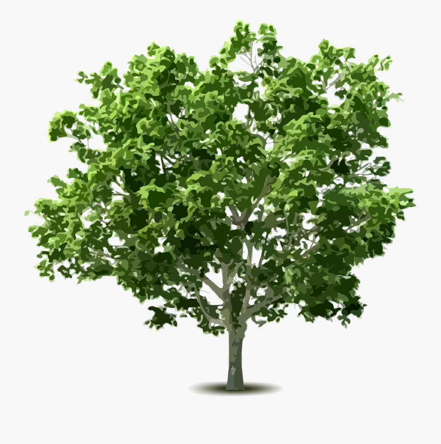 Shrub Clipart Hedge - Big Leaf Maple Png, Transparent Clipart