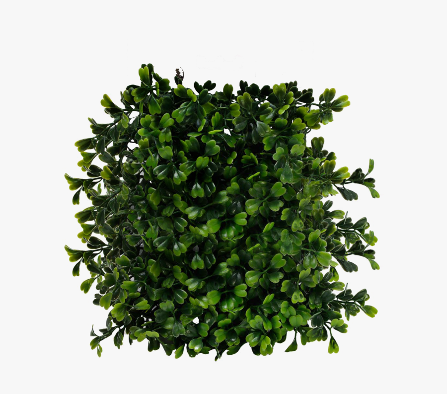Shrubs Top View Png, Transparent Clipart