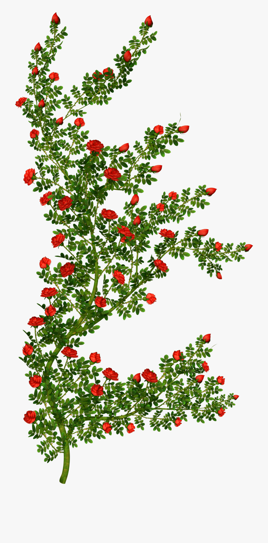 Rosebush Clipart Picture - Rose Bush Clipart Transparent, Transparent Clipart