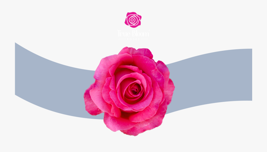 Rose Bush Png - Garden Roses, Transparent Clipart