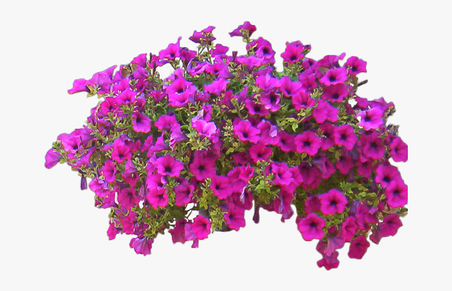 Rose Bush Clipart Entourage - Flower Bushes Transparent Background, Transparent Clipart