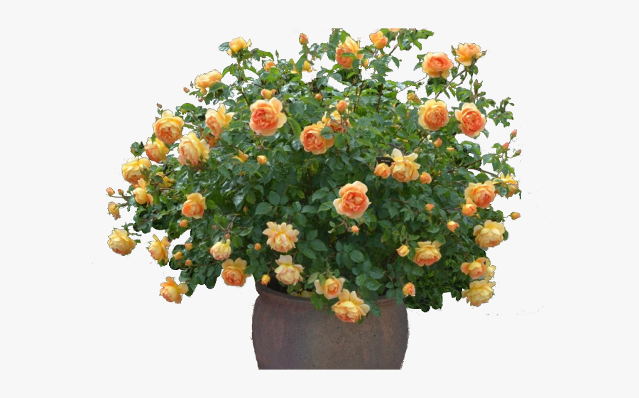 David Austin Rose Pat Austin, Transparent Clipart